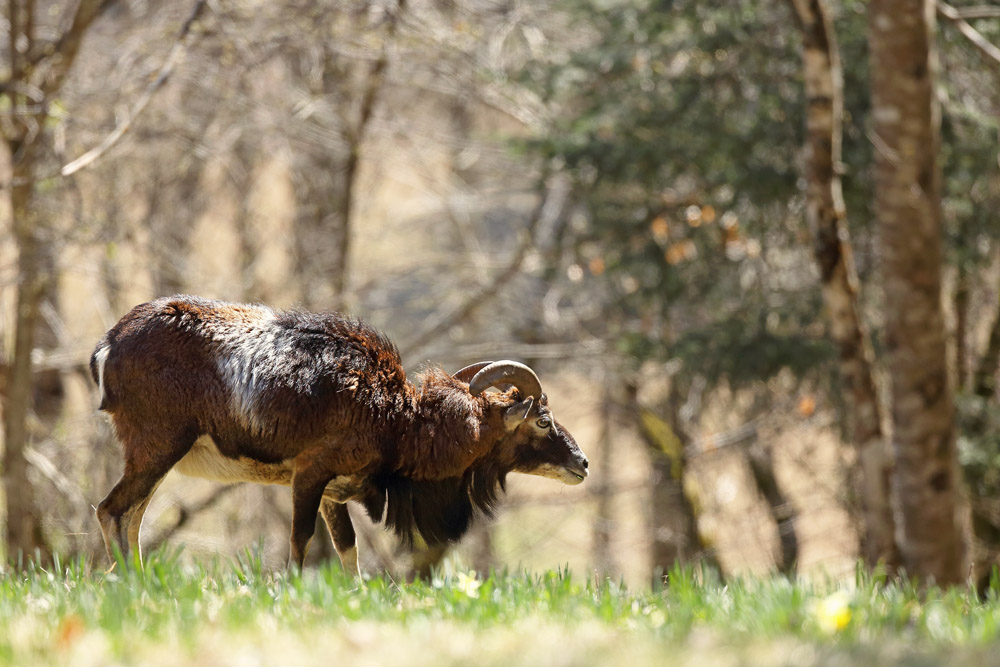 mouflon5491-web.jpg