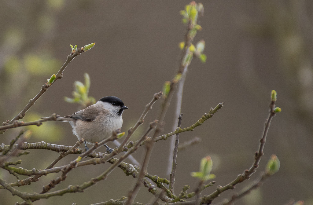 Mésange Nonette (2).jpg