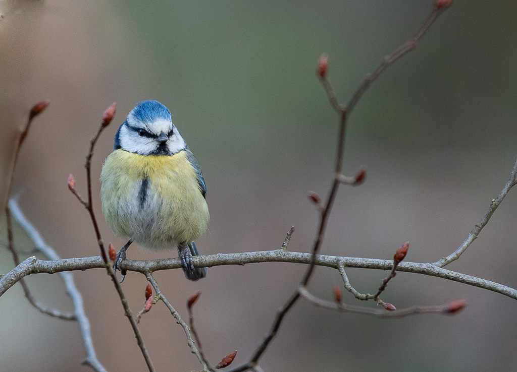 P'tite bleue -2-.jpg