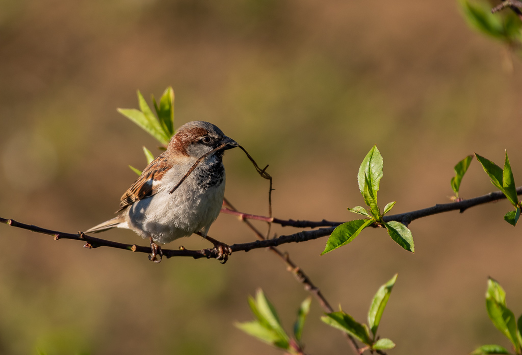 Moineau.jpg