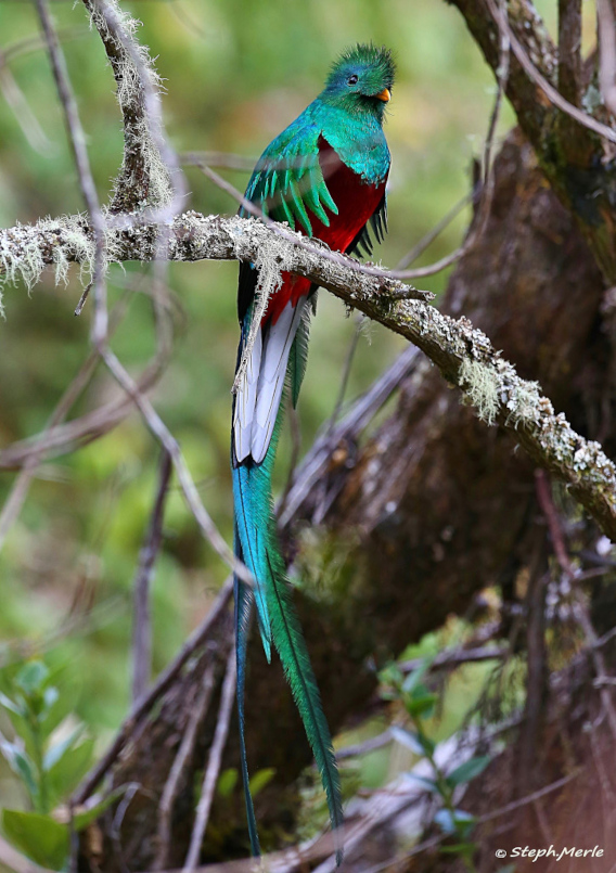 37. Quetzal resplendissant male - P d Q.JPG