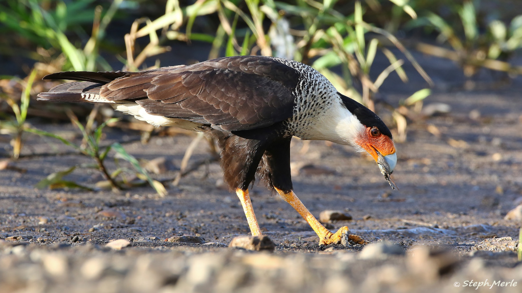 39 -Caracara du nord- Carara.JPG