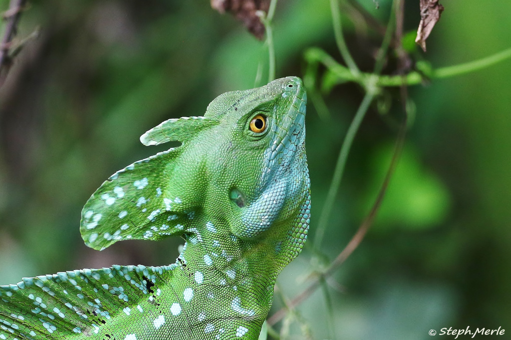 41.Basilic emeraude (- arenal.JPG