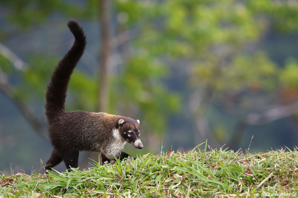 45 -Coati - Arenal.JPG