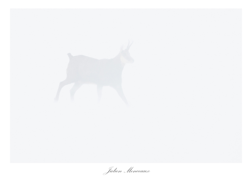 2022-03 chamois 16.jpg