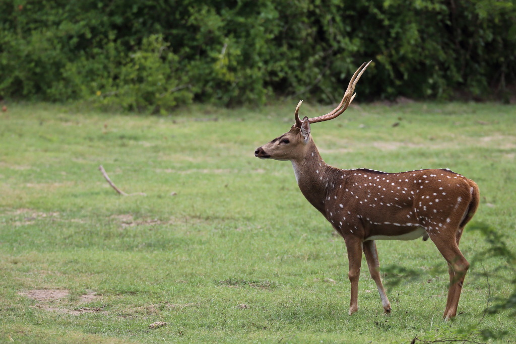 121 Cerf axis.jpg