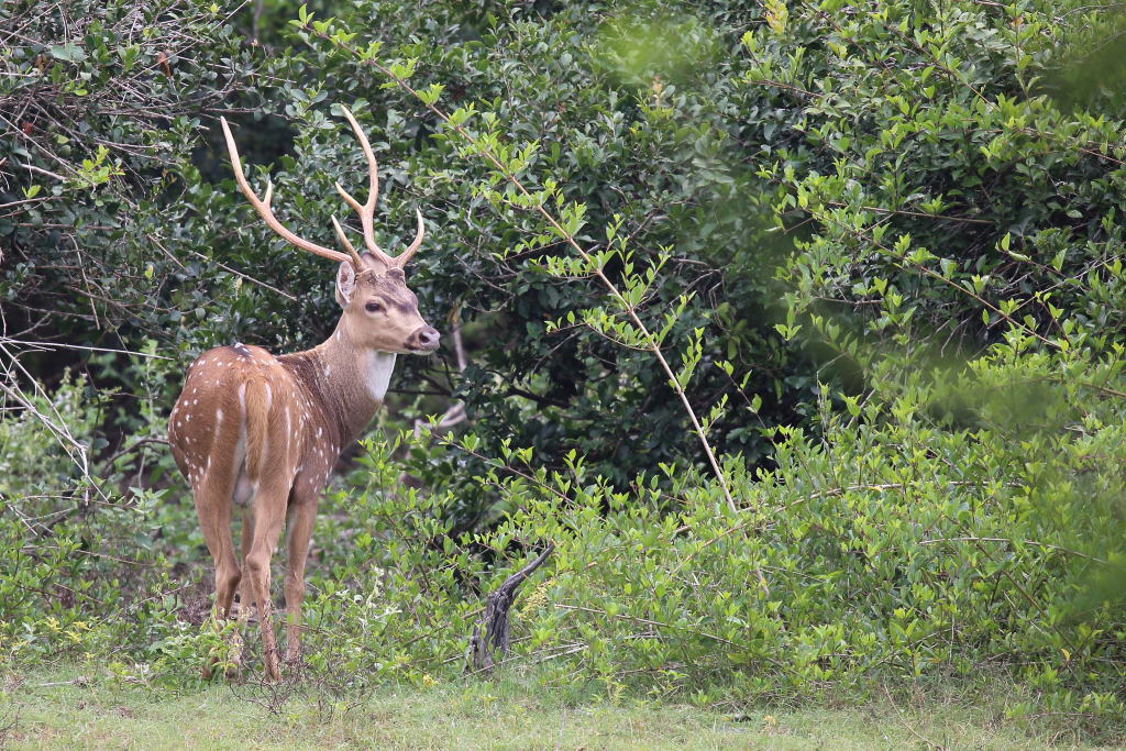 122 Cerf axis.jpg