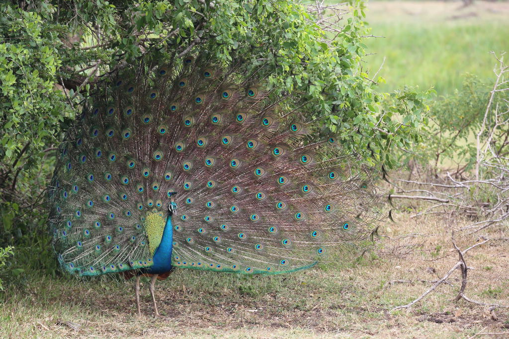 128 Paon bleu.jpg