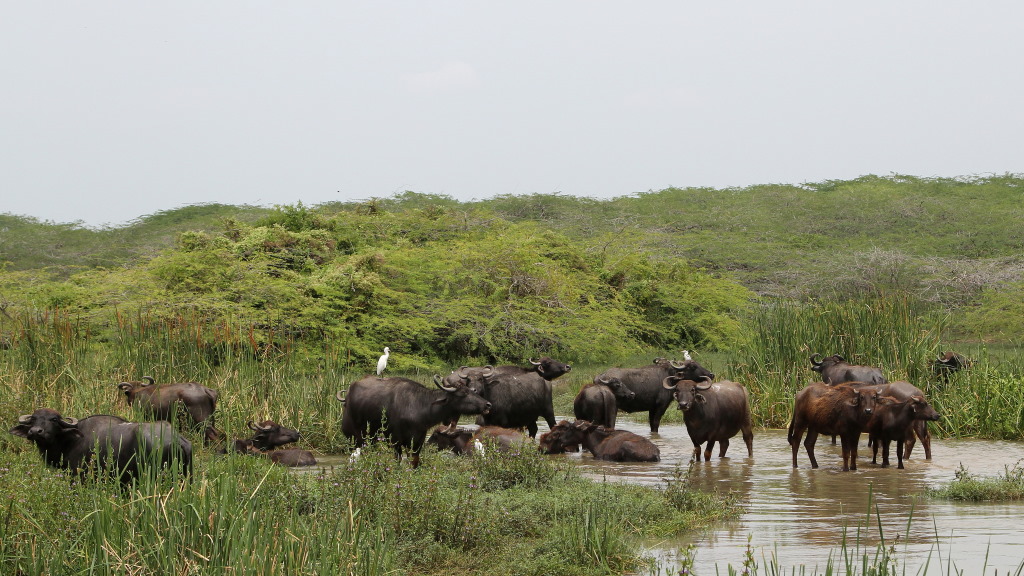 132 Buffles sauvages du Sri-Lanka.jpg