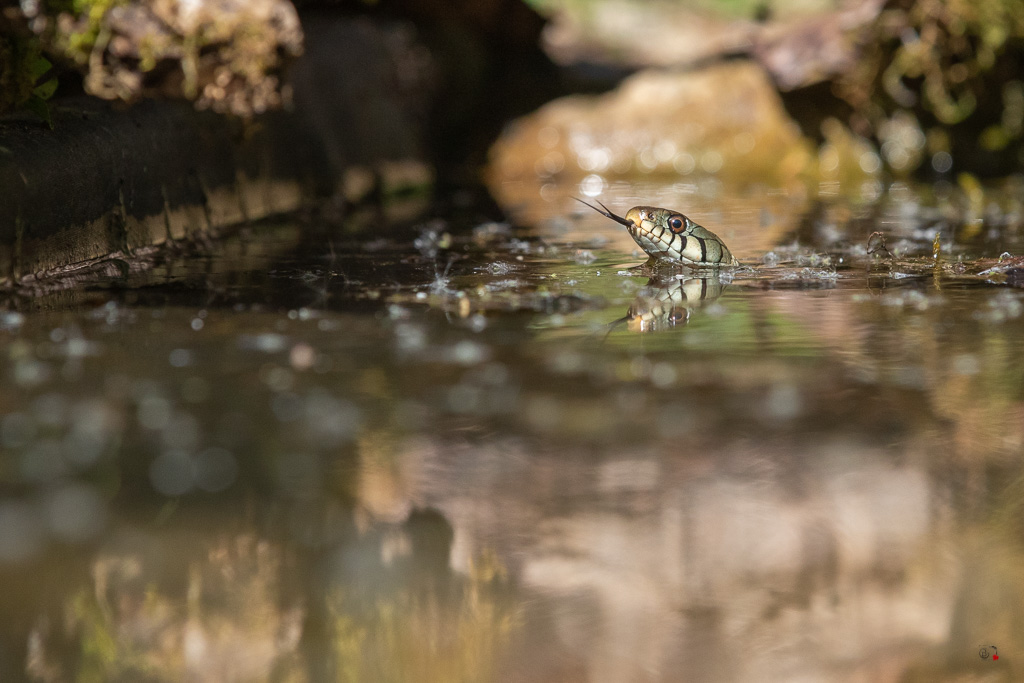 Couleuvre à collier (Natrix natrix)-7.jpg