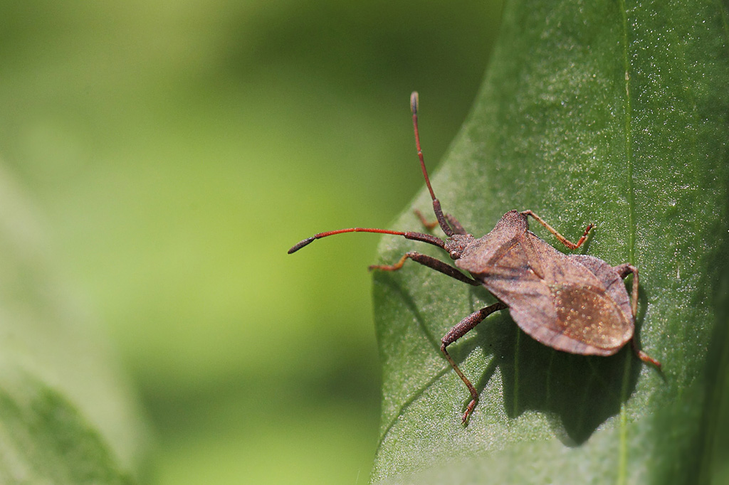 Coreus marginatus.jpg