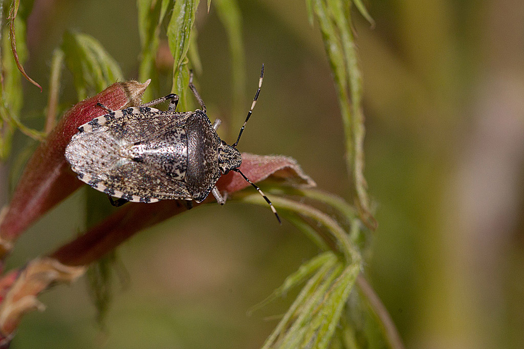 Rhaphigaster nebulosa  IN.jpg