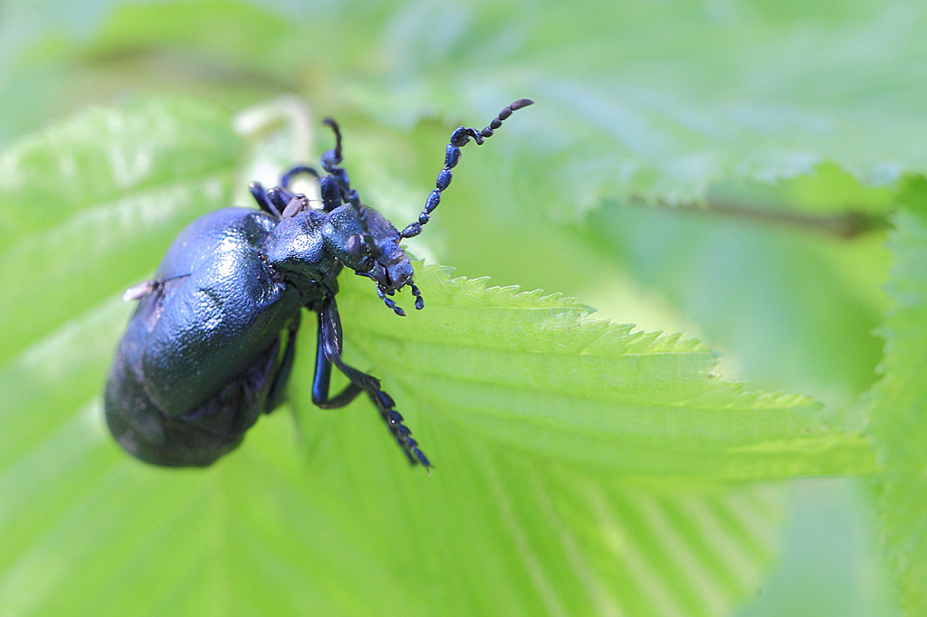 Méloé violaceus mâle IN.jpg