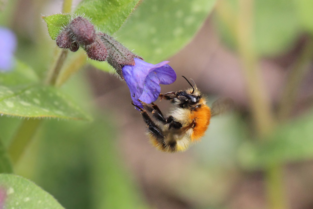 bourdon des champs -  Bombus pascuorum IN.jpg