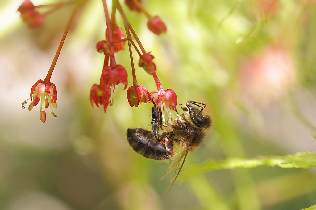 Apis mellifera.jpg