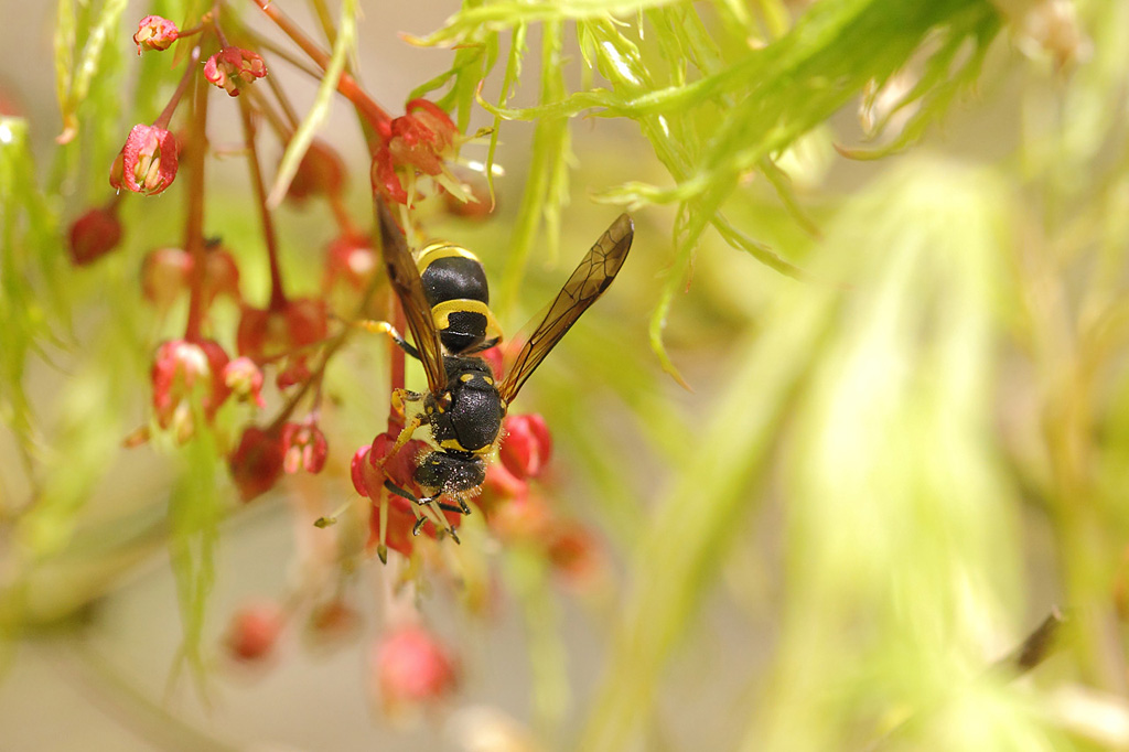 ancistrocerus nigricornis IN.jpg