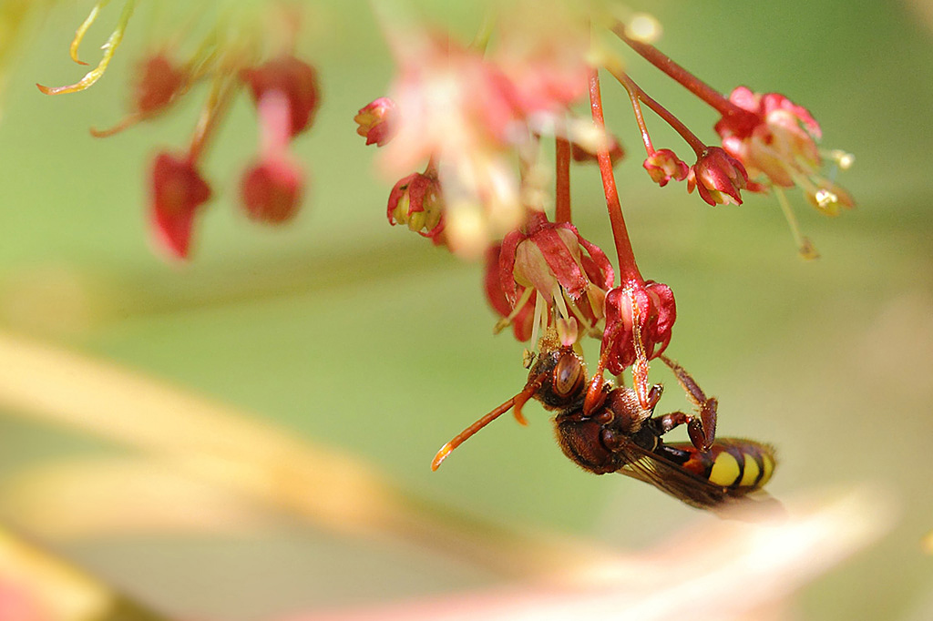 Nomada( flava-panzeri) IN.jpg