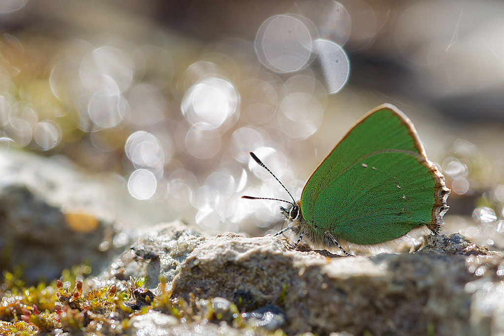 Thécla de la ronce - Callophrys rubi J Rivière.jpg