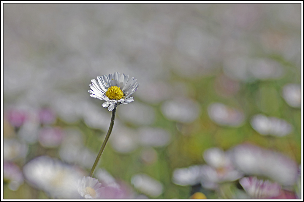 flore(1114_1116).jpg