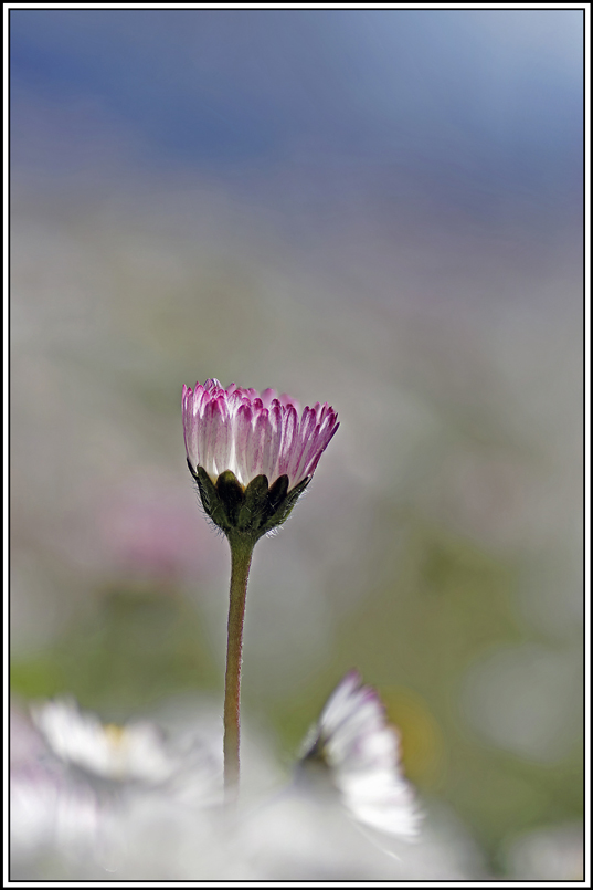 flore(1128_1137).jpg