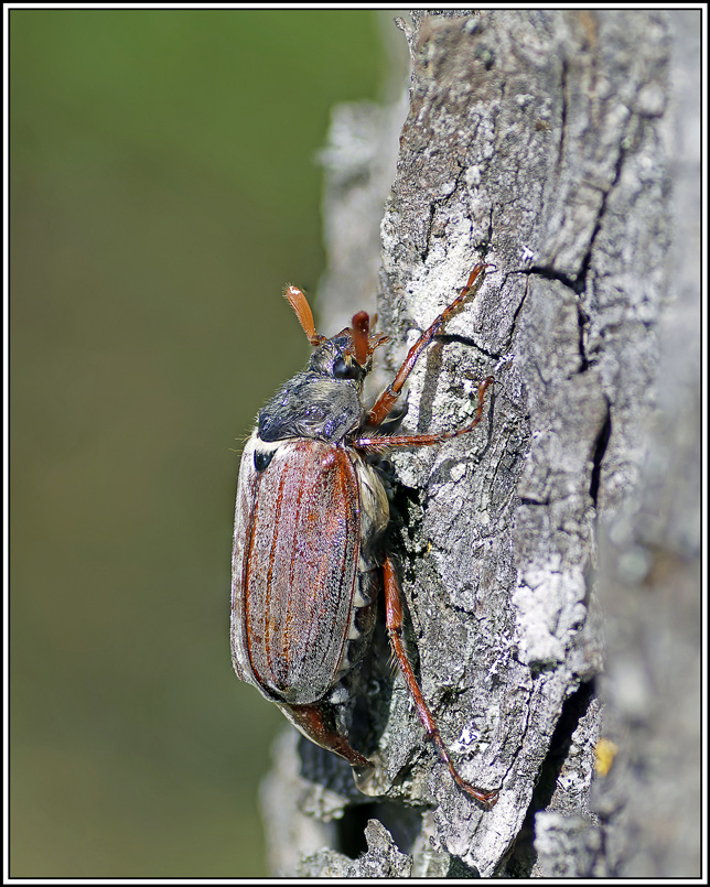 hanneton_commun(melolontha_melontha)(1_4).jpg