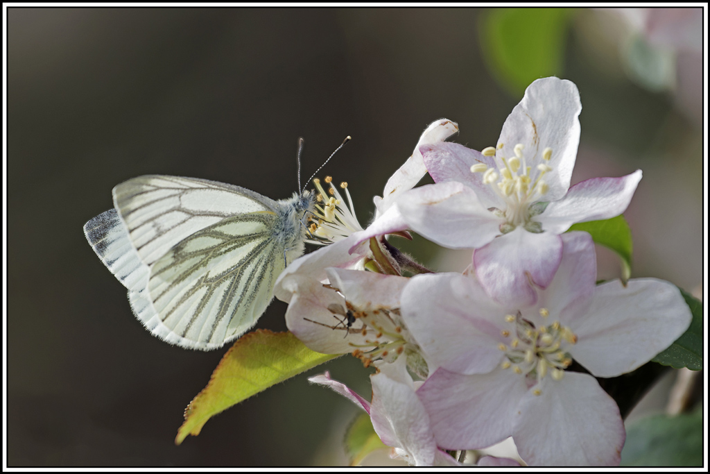 Piéride_de_la_moutarde(Leptidea-sinapis)(47).jpg