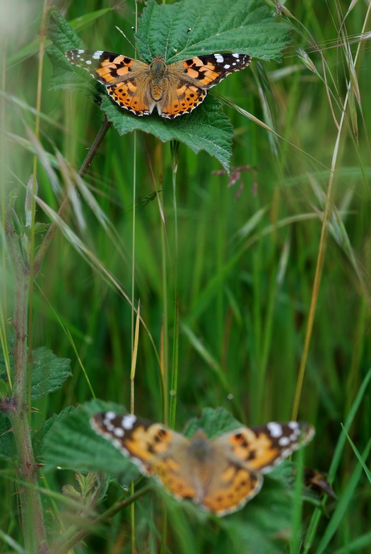 DSC_0182.JPG