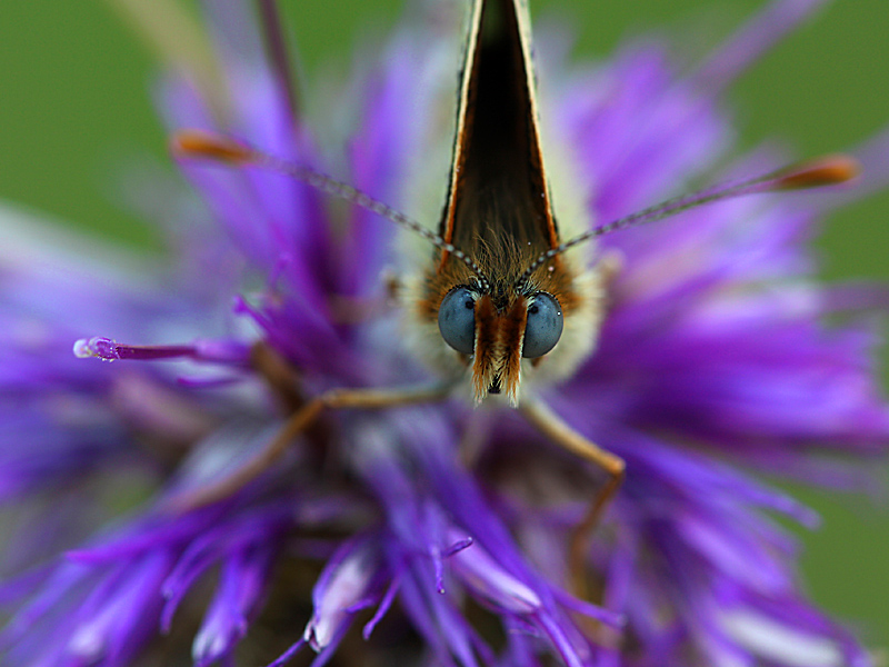 papillon 20.jpg