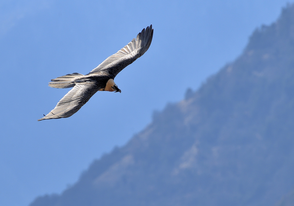 DS5_7271.jpg