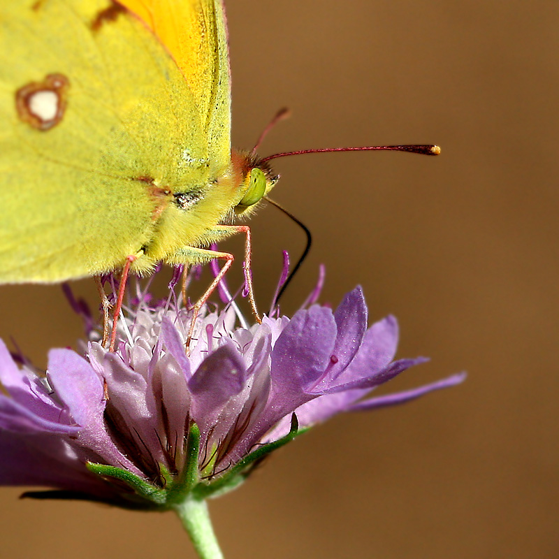 papillon 16.jpg
