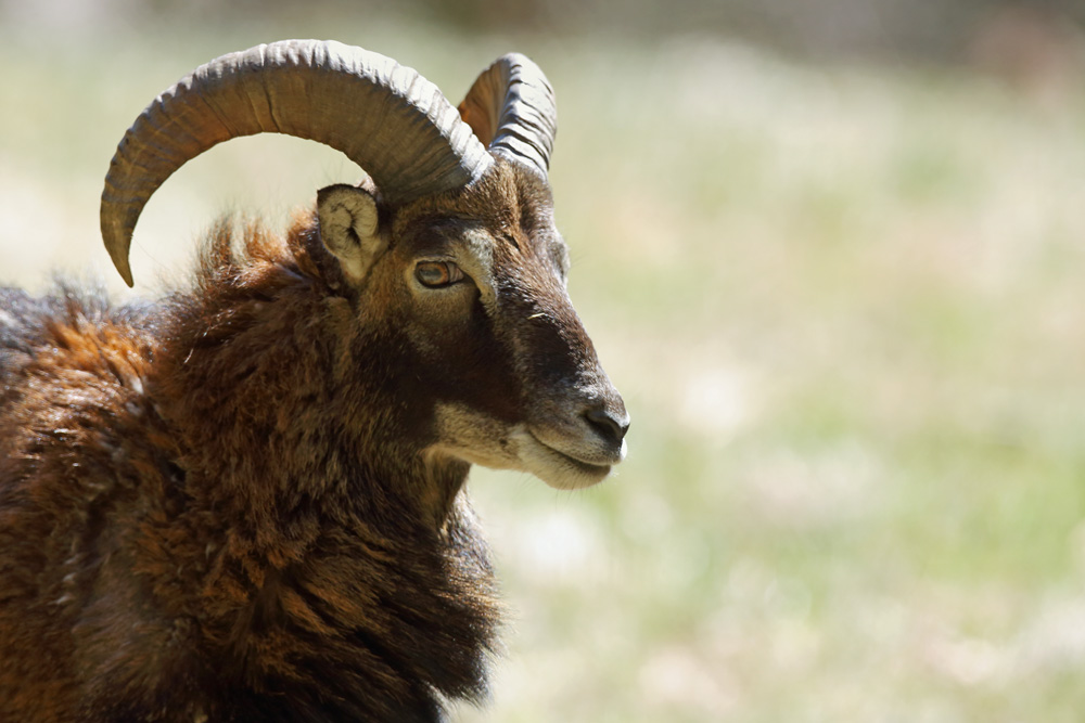mouflon5454-web.jpg