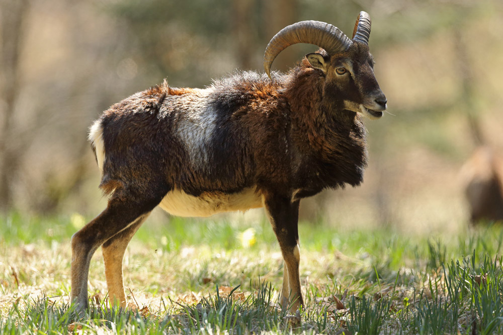 mouflon5468-web.jpg