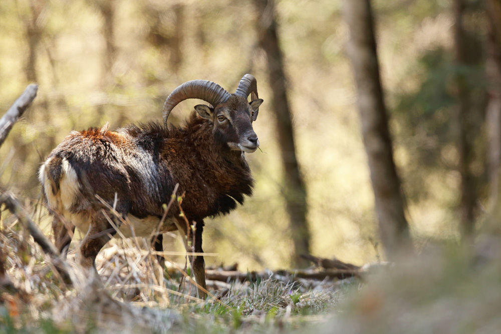 mouflon5473-web.jpg