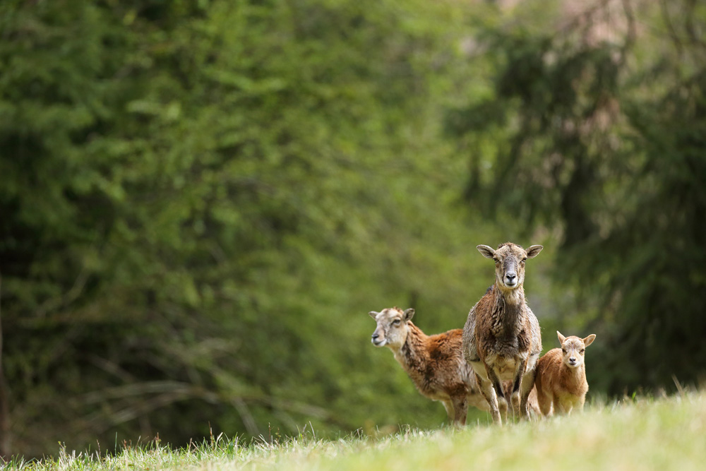 mouflon5534-web.jpg