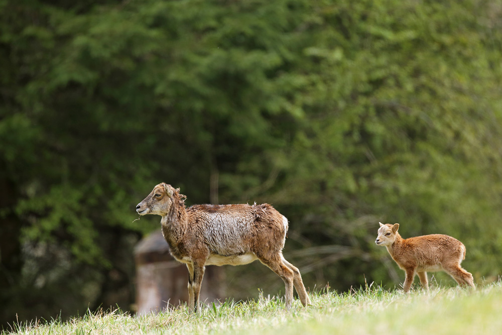 mouflon5543-web.jpg