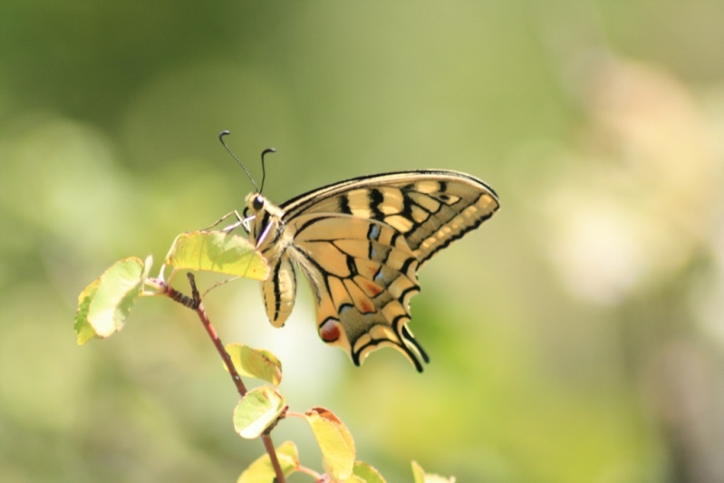 20090818-Trescleoux Nature-8144S.JPG