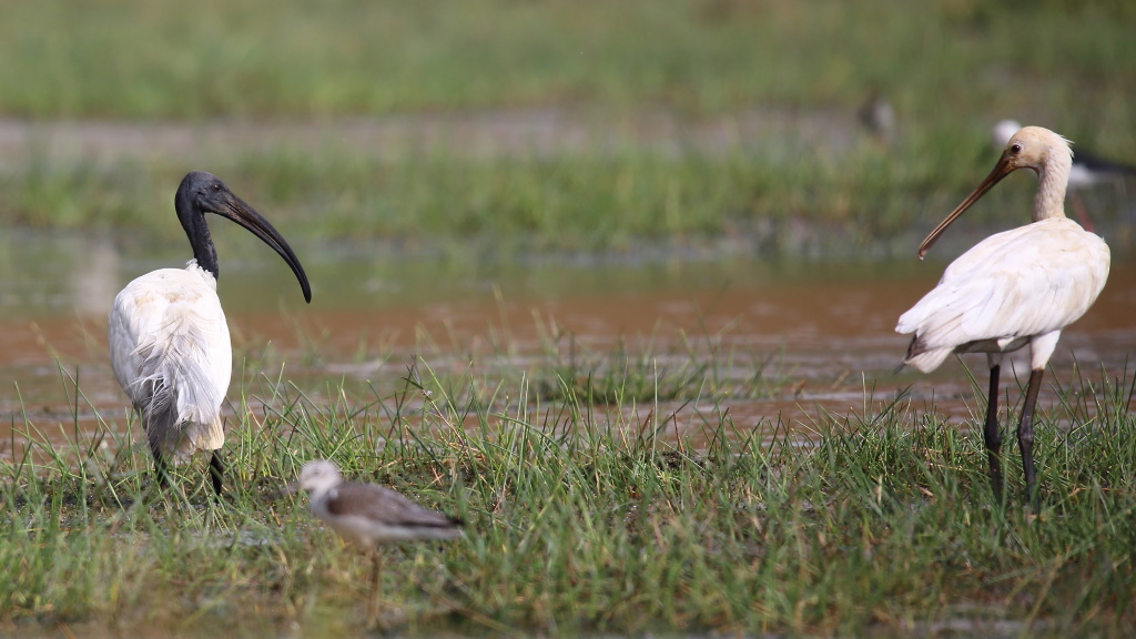 155 Ibis à tête noire.jpg