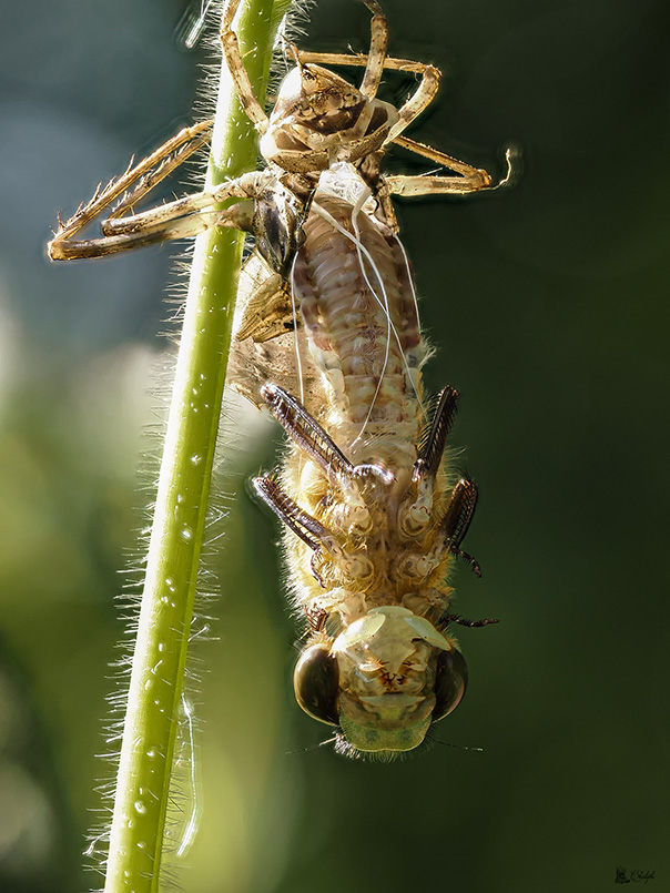Emergence libellules 24 05 2022 (110).jpg