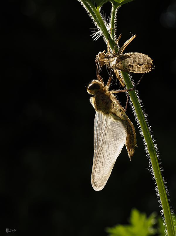 Emergence libellules 24 05 2022 (424).jpg