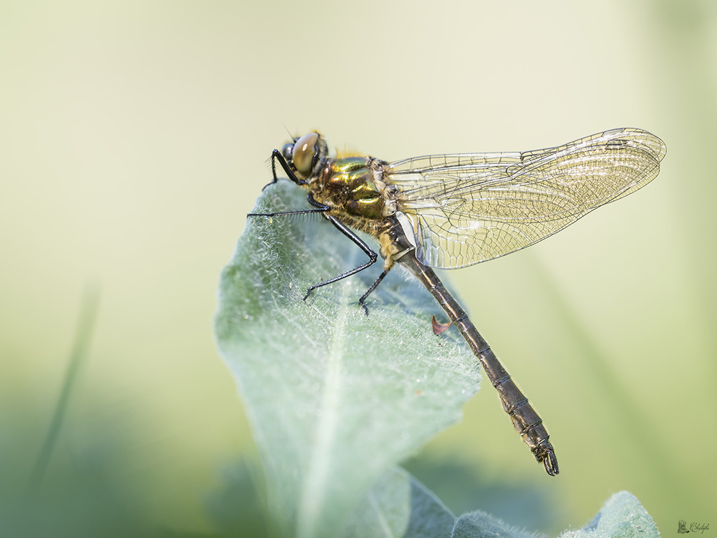 Emergence cordulie 24 04 2022 après midi (45).jpg