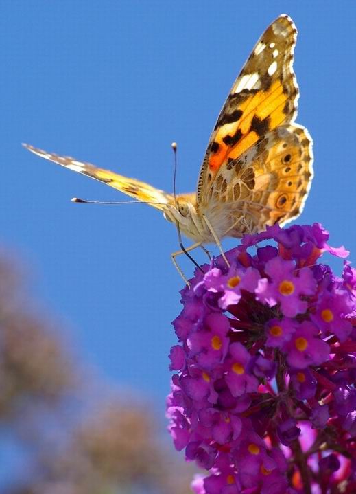 Papillon (1).JPG