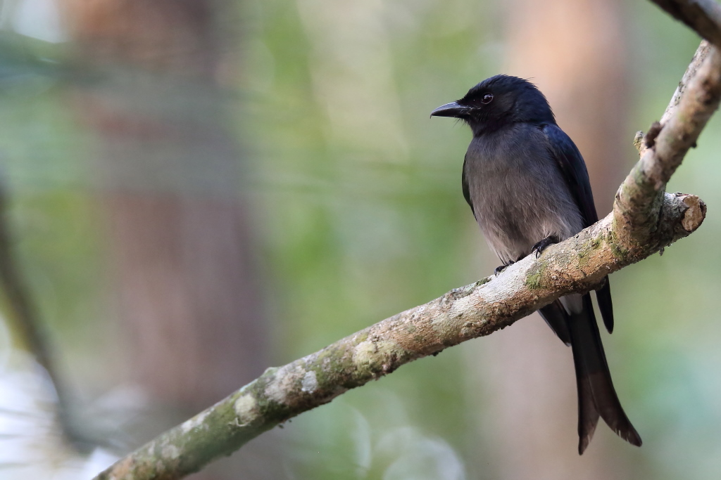 166 Drongo à ventre blanc.jpg