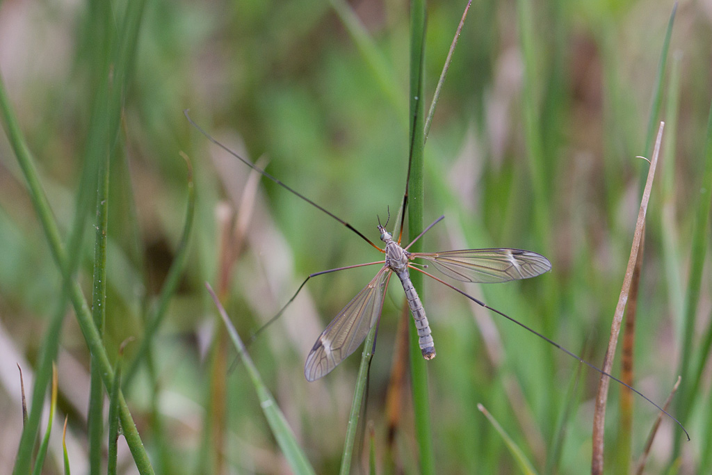 Tipula luna 2 IN.jpg