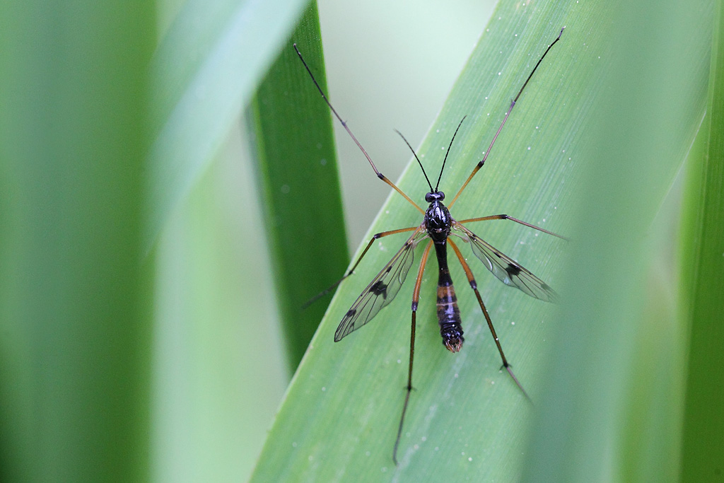 Ptychoptère souillée -Ptychoptera contaminata  IN.jpg
