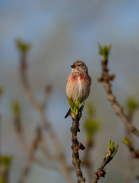 Linotte mélodieuse -1-.jpg