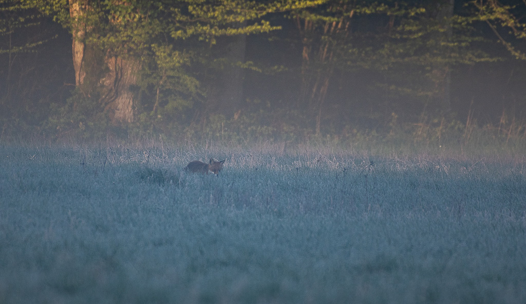 Renard -1-.jpg