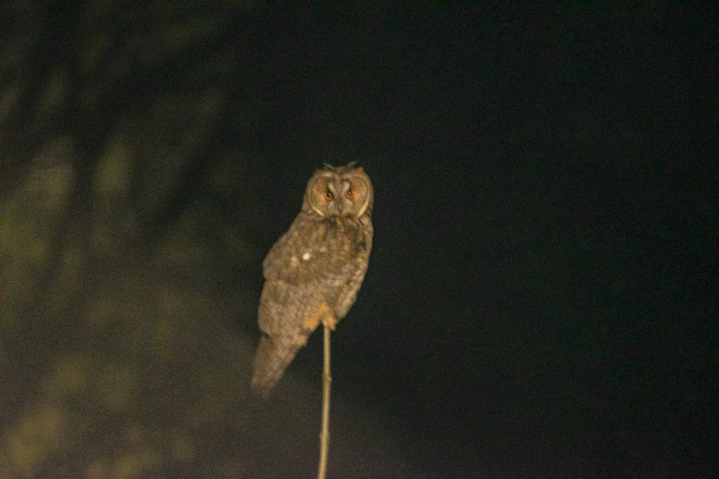Hibou.jpg
