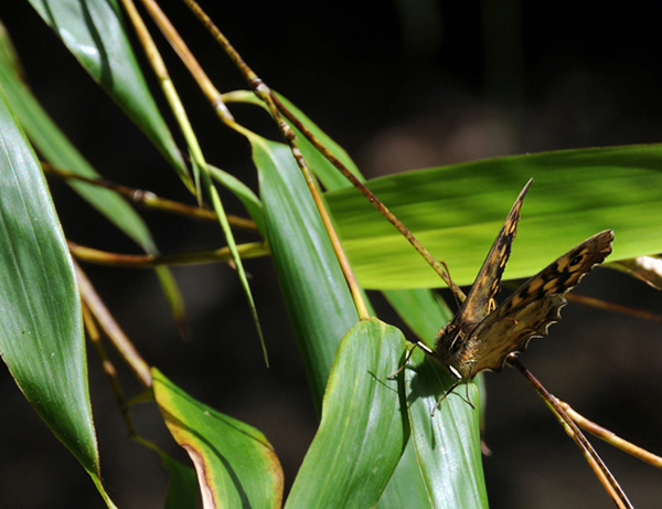 Papillon1.jpg