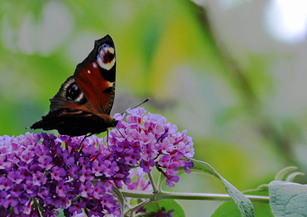Papillon2.jpg