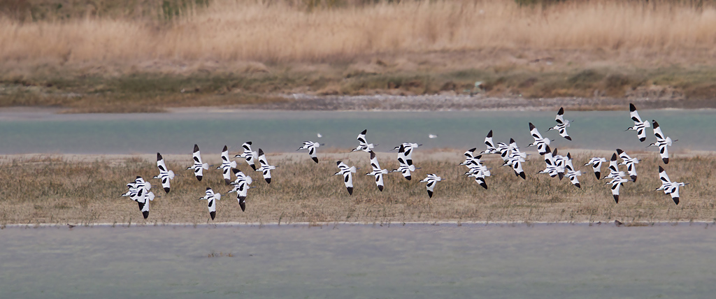 avocette vol le crotoy 1.jpg